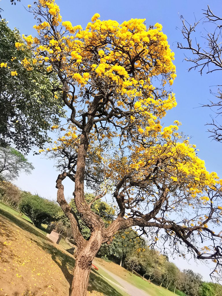 DelhiTrees tweet media