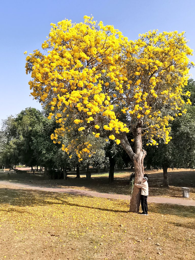 DelhiTrees tweet media