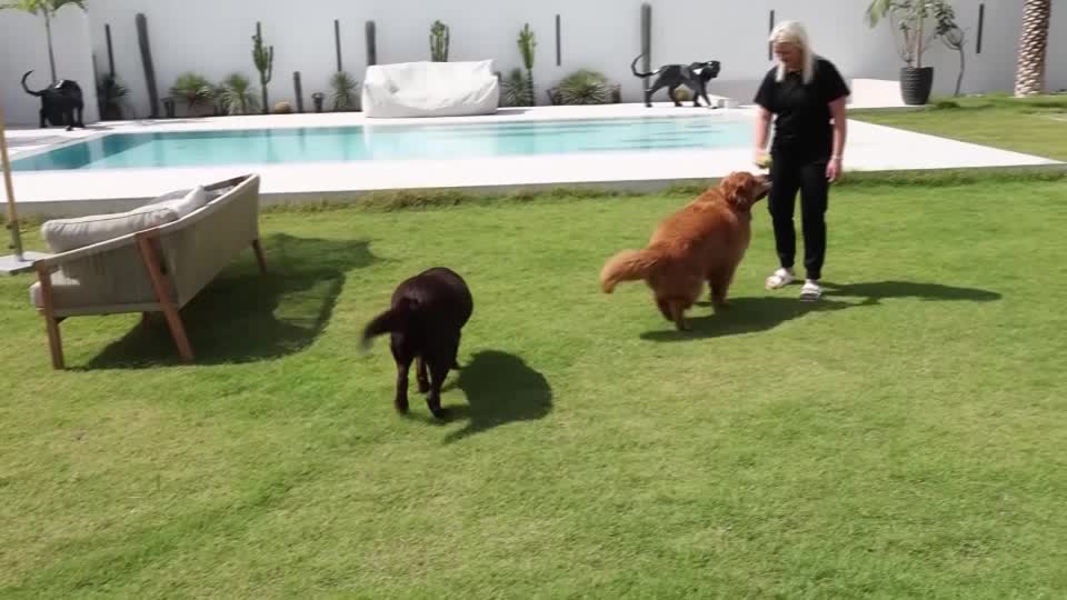 ドバイで置き去りにされたペットたち。背景には、航空機の厳しい規制や煩雑な手続きに阻まれ、家族同然の動物たちを連れていけない切実な事情がある。
youtu.be/XQov-0tAoJ0