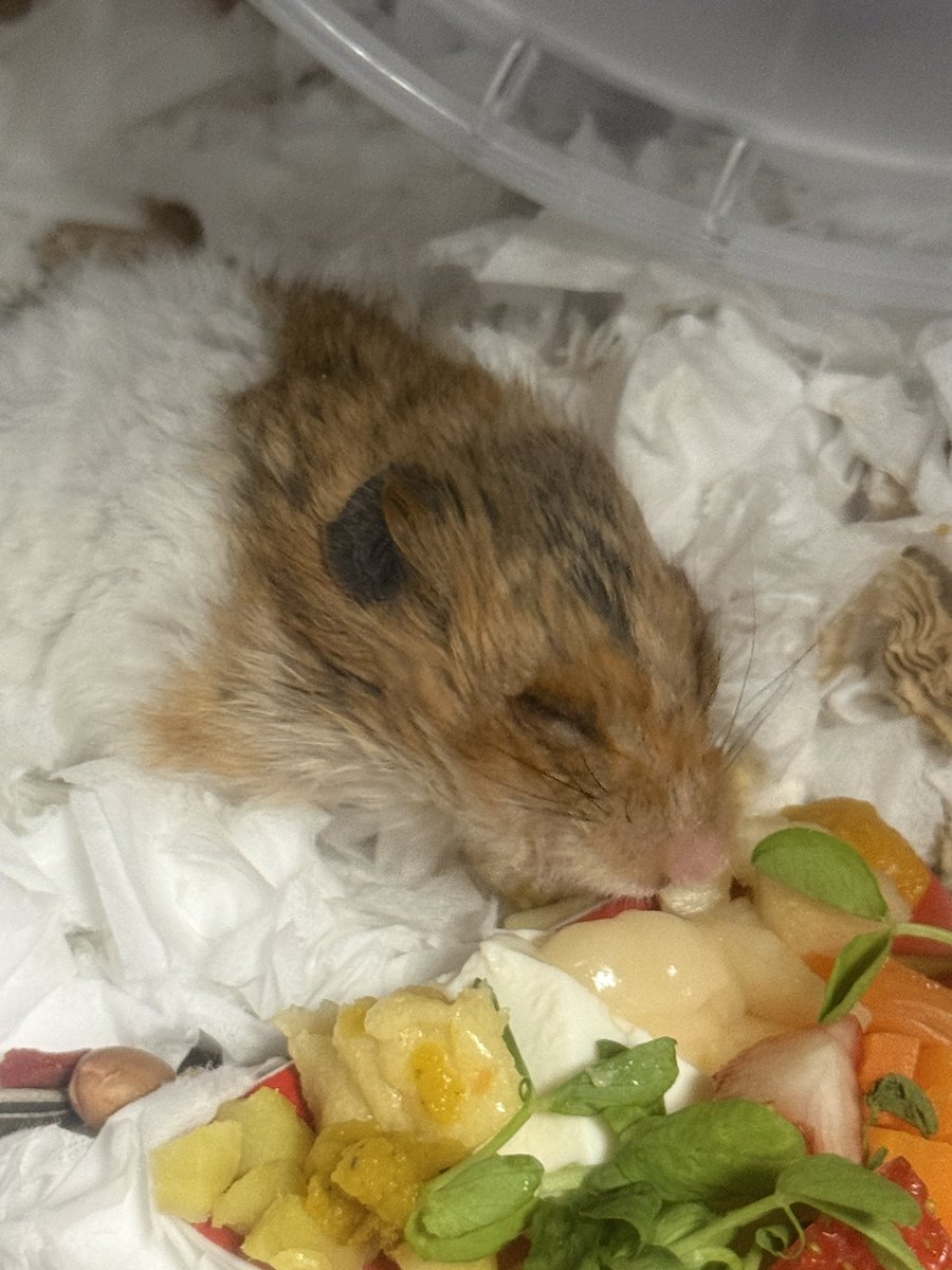 せんぱい🐹 tweet media