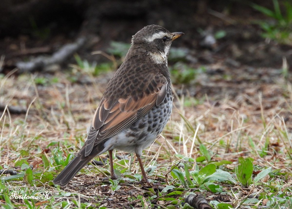 氏原巨雄 Osao Ujihara tweet media