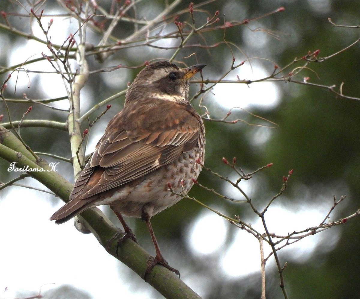 氏原巨雄 Osao Ujihara tweet media