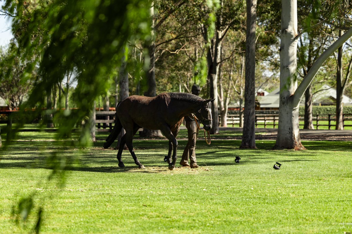 Arrowfield Stud tweet media