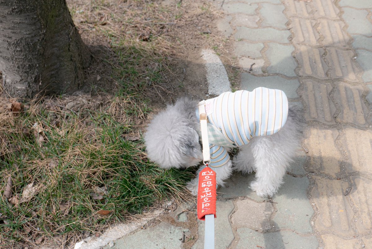 Two_dangdang's tweet photo. 둥실둥실 산책완료 https://t.co/5iqHC7ShaI