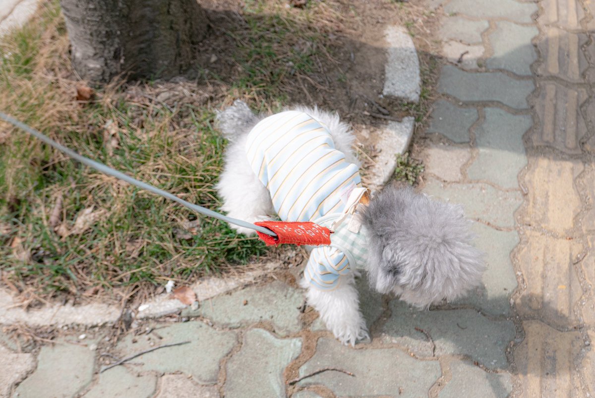 Two_dangdang's tweet photo. 둥실둥실 산책완료 https://t.co/5iqHC7ShaI