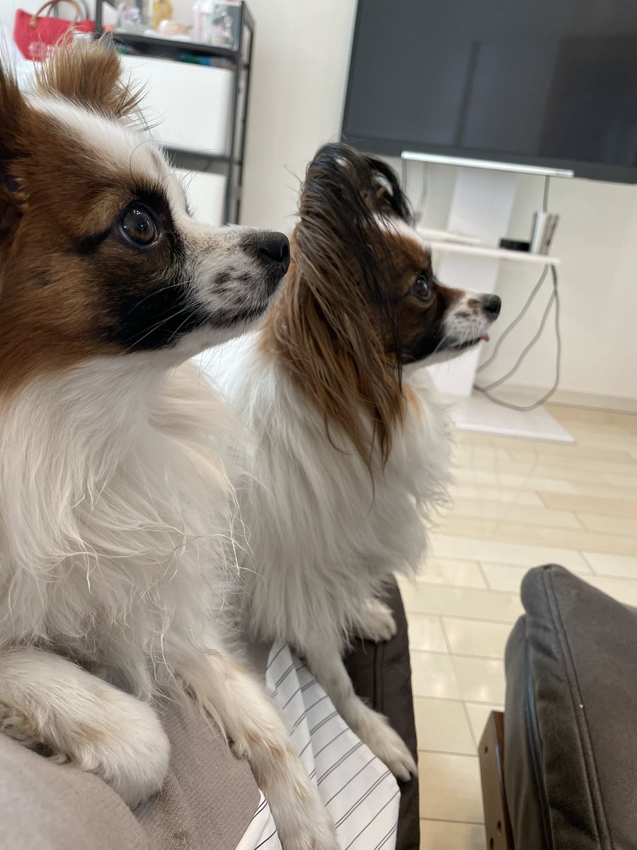 kusinadahime's tweet photo. 何かを期待してるお顔ですが、何もありません
＃パピヨン
＃チワパピ
＃チワワ
＃犬のいる暮らし https://t.co/cHlyGTDVWd
