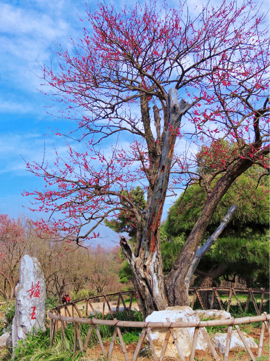 Dayday51383's tweet photo. 梅花山 https://t.co/rQLuTHmK8s
