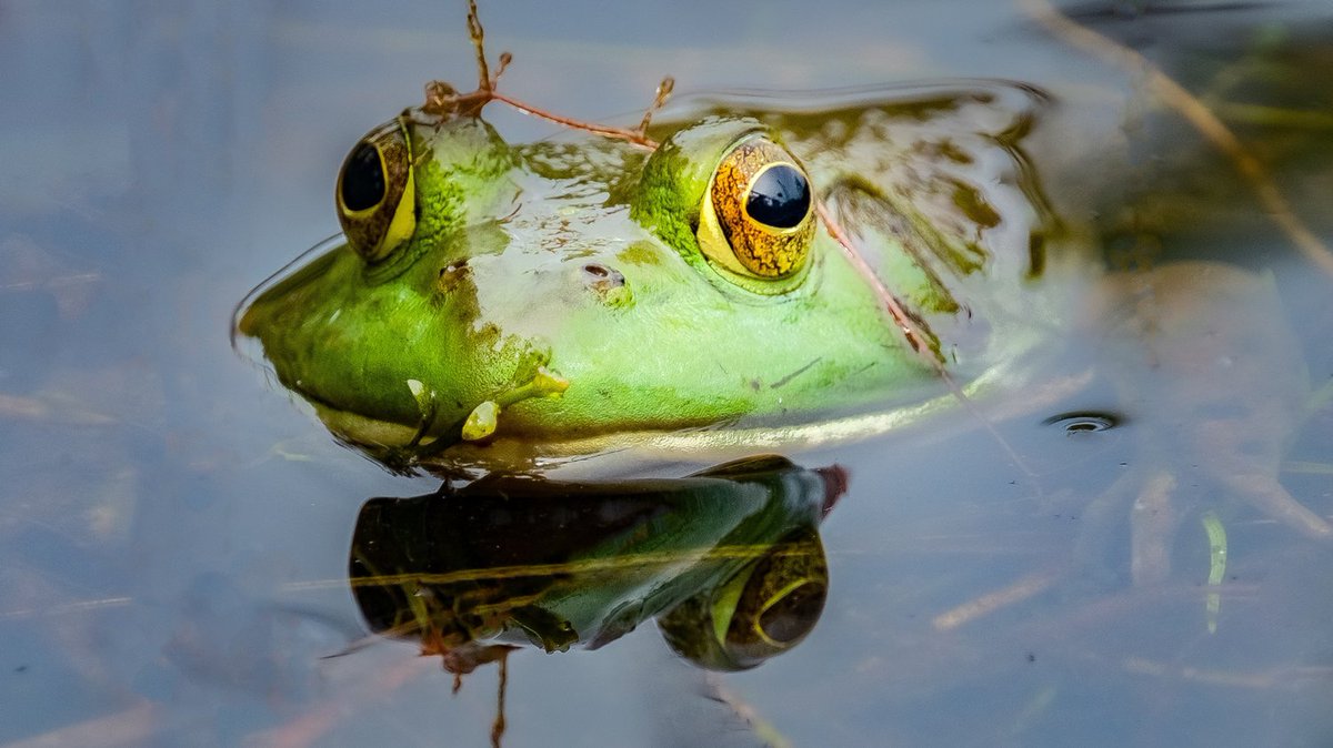PalmOilDetect's tweet image. #News: The #frog #meat trade is spreading a deadly #disease! 🧐🐸 A fungus that kills amphibians hitched a ride from #Brazil to the world on farmed bullfrogs. Be #vegan for them. Stricter wildlife trade laws NOW! 🚫🍽️🌍 #Boycott4Wildlife @palmoildetect sciencedaily.com/releases/2026/…