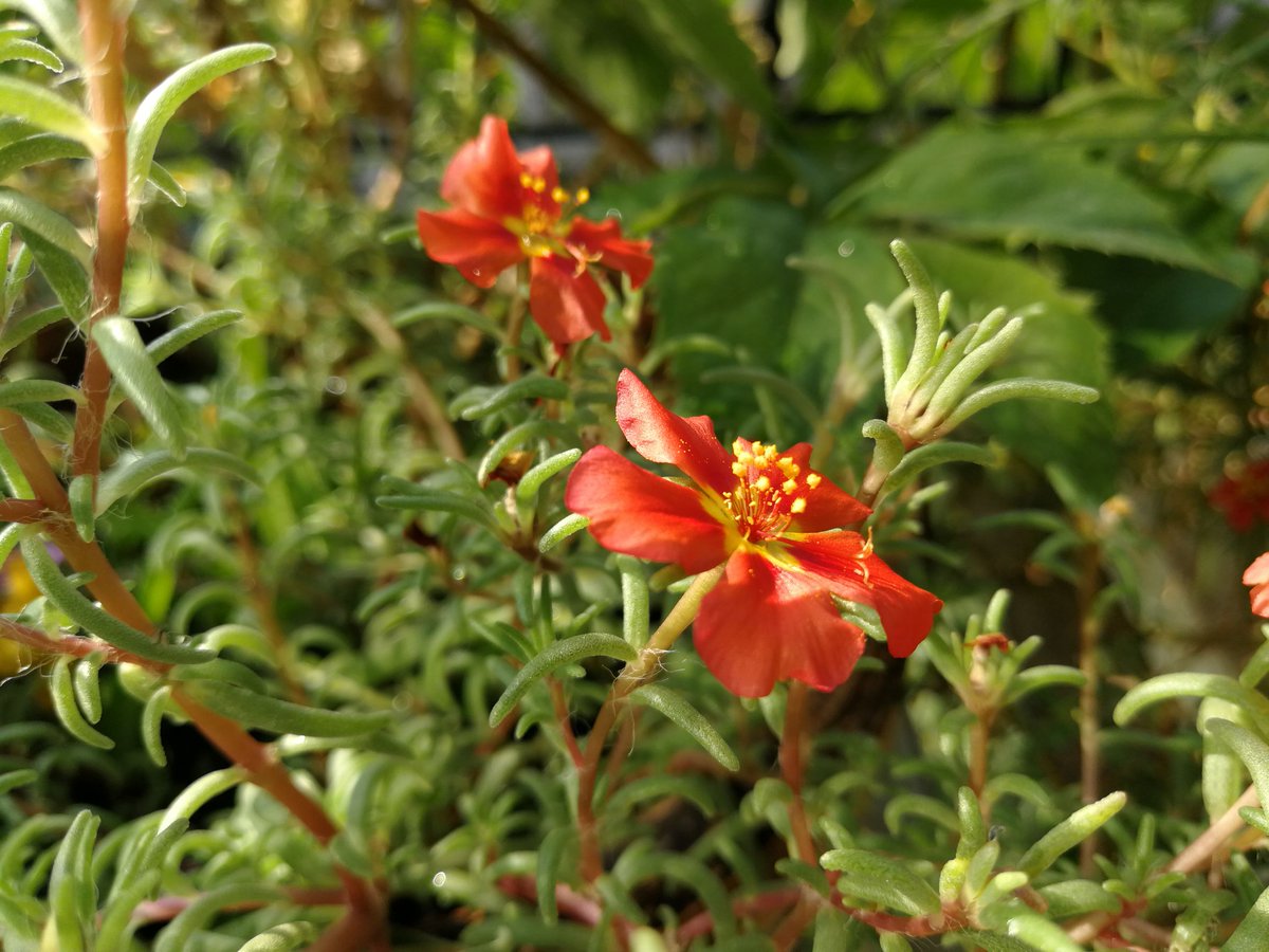 volkan demirell tweet media