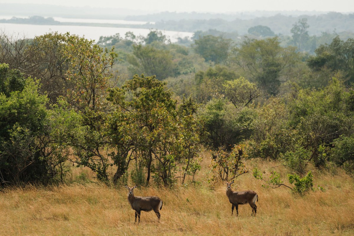 Mist Rwanda Safaris tweet media