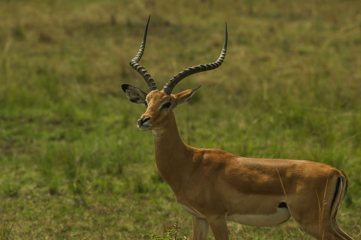 Mist Rwanda Safaris tweet media