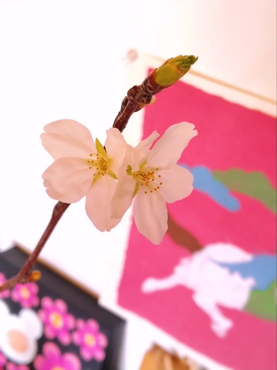 kchateitea's tweet photo. 3月も後半に入り、そろそろ桜も咲く頃

庭の桜を剪定した枝が、リビングで一足先に開花

まだ朝晩は寒く感じますが、庭に鳥も増えて

春の到来を、肌で感じる里山暮らし

#湘南 #茅ヶ崎 #里山エリア #桜 #開花 https://t.co/FUEY3o161m