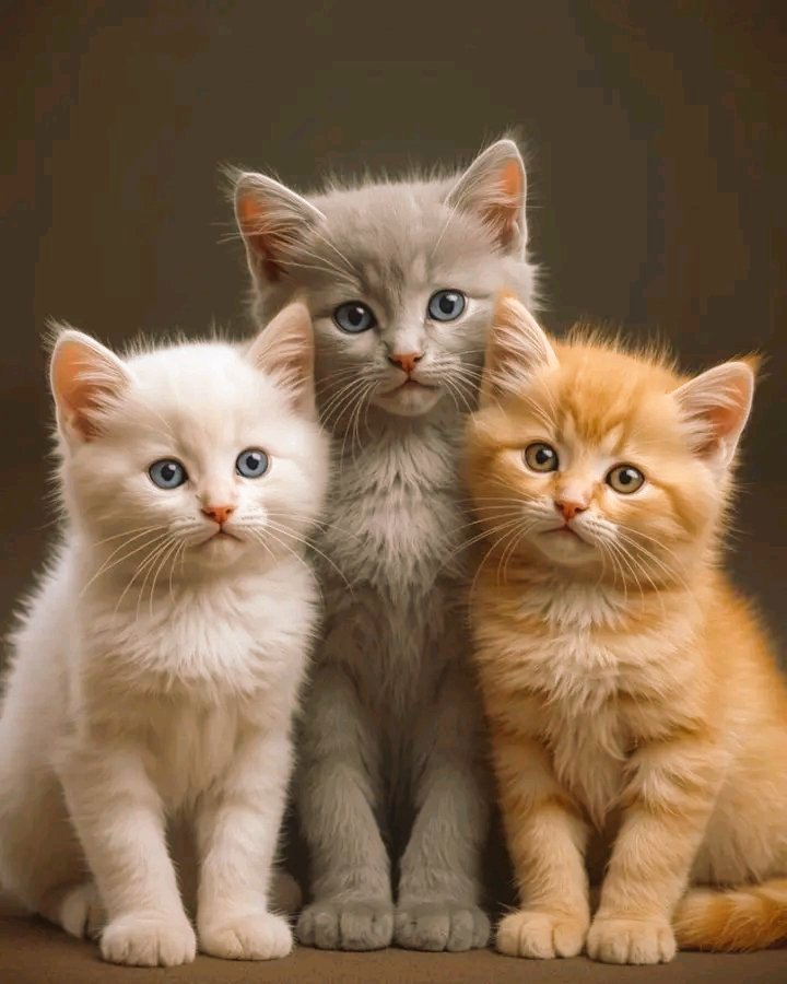 thepopularcat's tweet photo. https://t.co/zfz75IqY8W