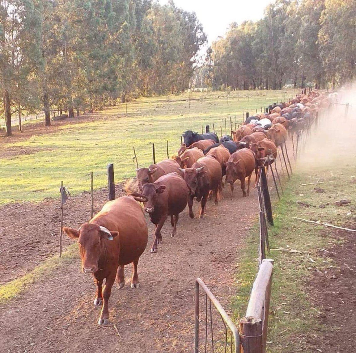 Mikel Maponya tweet media