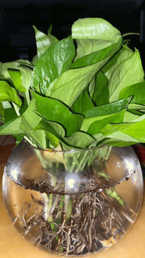 Leonardo Matos tweet media