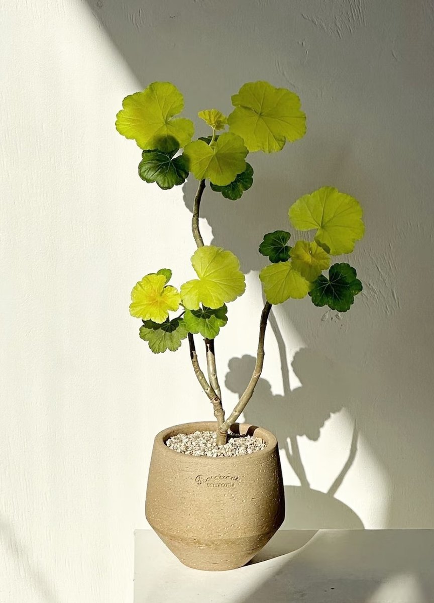 Bártfai Csilla tweet media