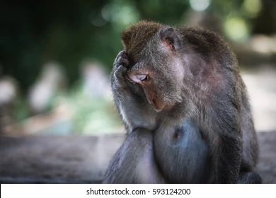 Legend Funny tweet media