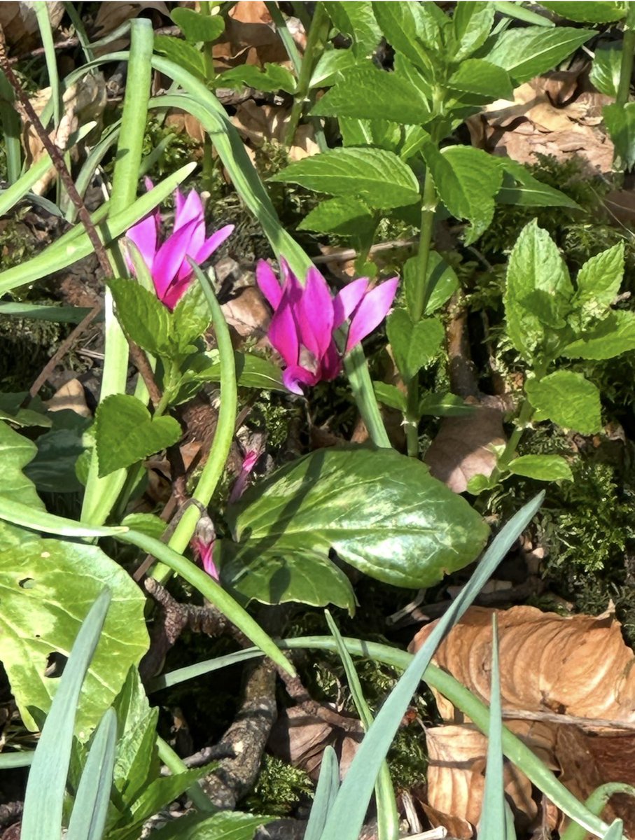 ACHUB PENRHOS / SAVE PENRHOS NATURE RESERVE 🍃💚🍃 tweet media