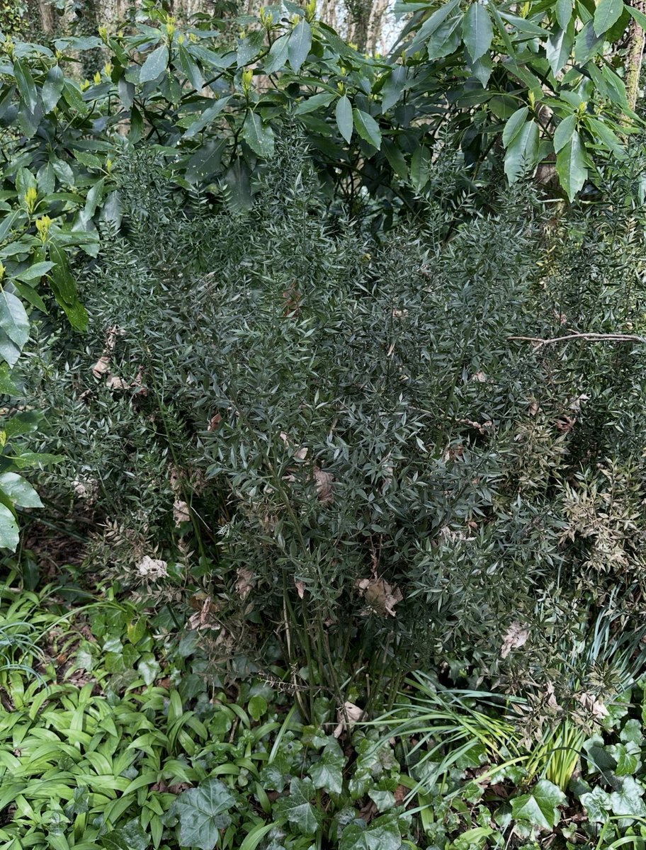 ACHUB PENRHOS / SAVE PENRHOS NATURE RESERVE 🍃💚🍃 tweet media