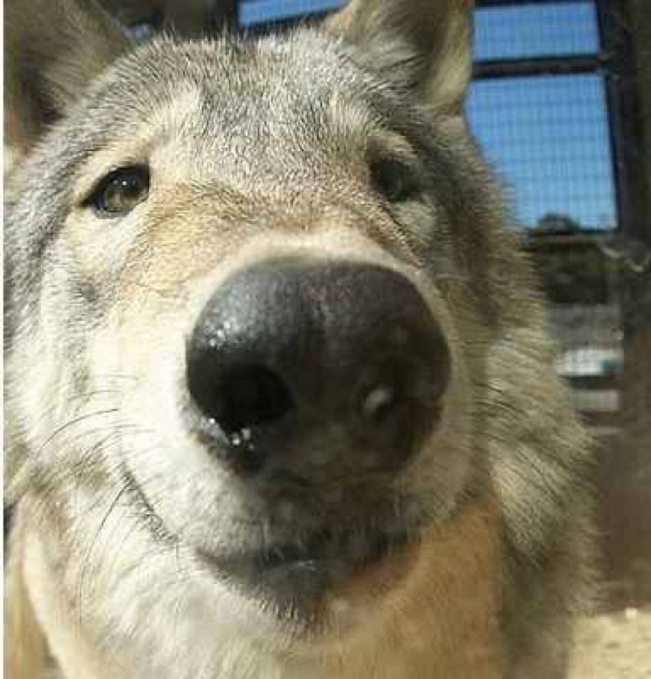 Stal Wof 🇵🇭🐺 tweet media