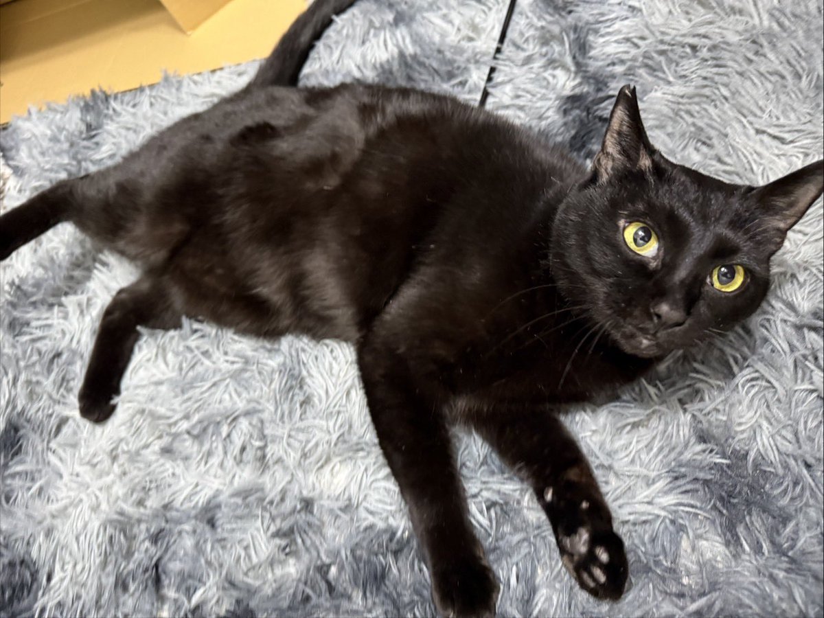 保護猫カフェ かつお（シェルター） tweet media