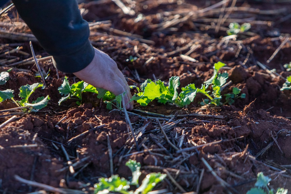 Cargill Australia tweet media