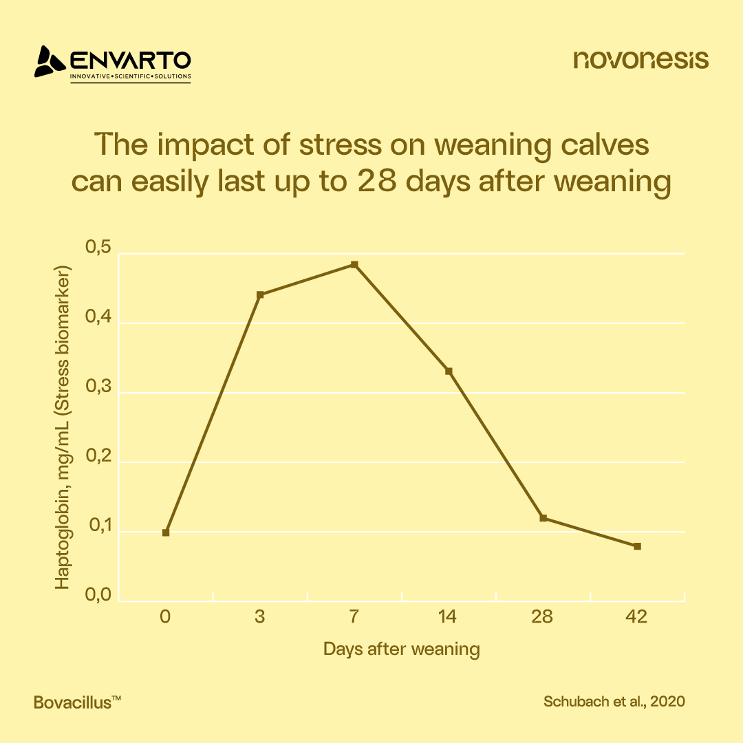 envarto's tweet photo. Problem = Stress events can upset the gut → intake drops + performance suffers.
Solution = Bovacillus™ supports:
✅Gut health &amp; integrity
✅Microbial balance
✅Immune function, and
✅Helps animals stay resilient
#GutHealth #Probiotic #Cattle #Feedlot #AnimalHealth
@novonesis https://t.co/IcDhUNIEIi