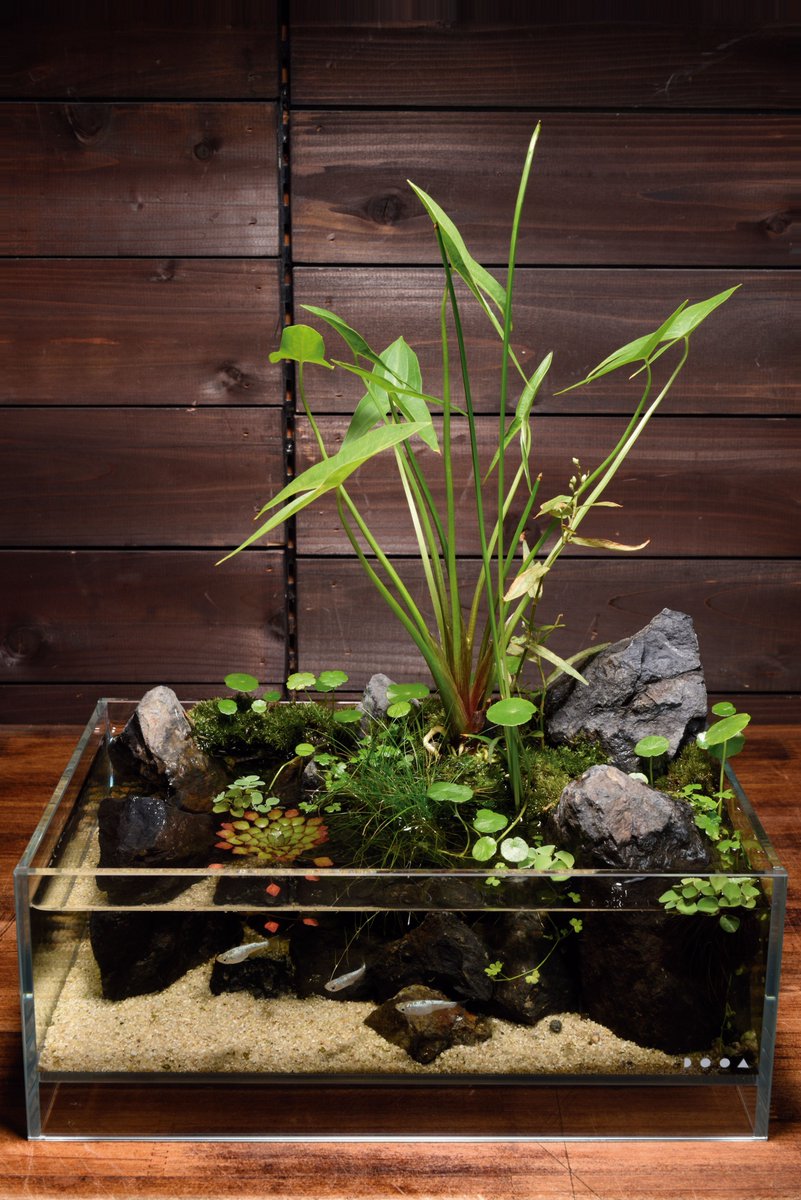 【四字熟魚】
アクアリウムにまつわるあれこれを四字熟語風に表現してみませんか？

テーマは自由！魚や水草、器具のことまで何でもOK！
#四字熟魚 をつけてポストしてね(^^) 

★投稿例★
目高水園
意味：メダカが泳ぐビオトープのこと

#アクアリウム #アクアライフ #メダカ