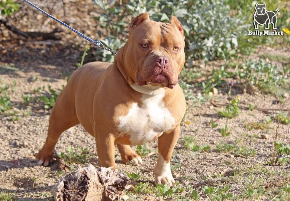 Bully Market tweet media