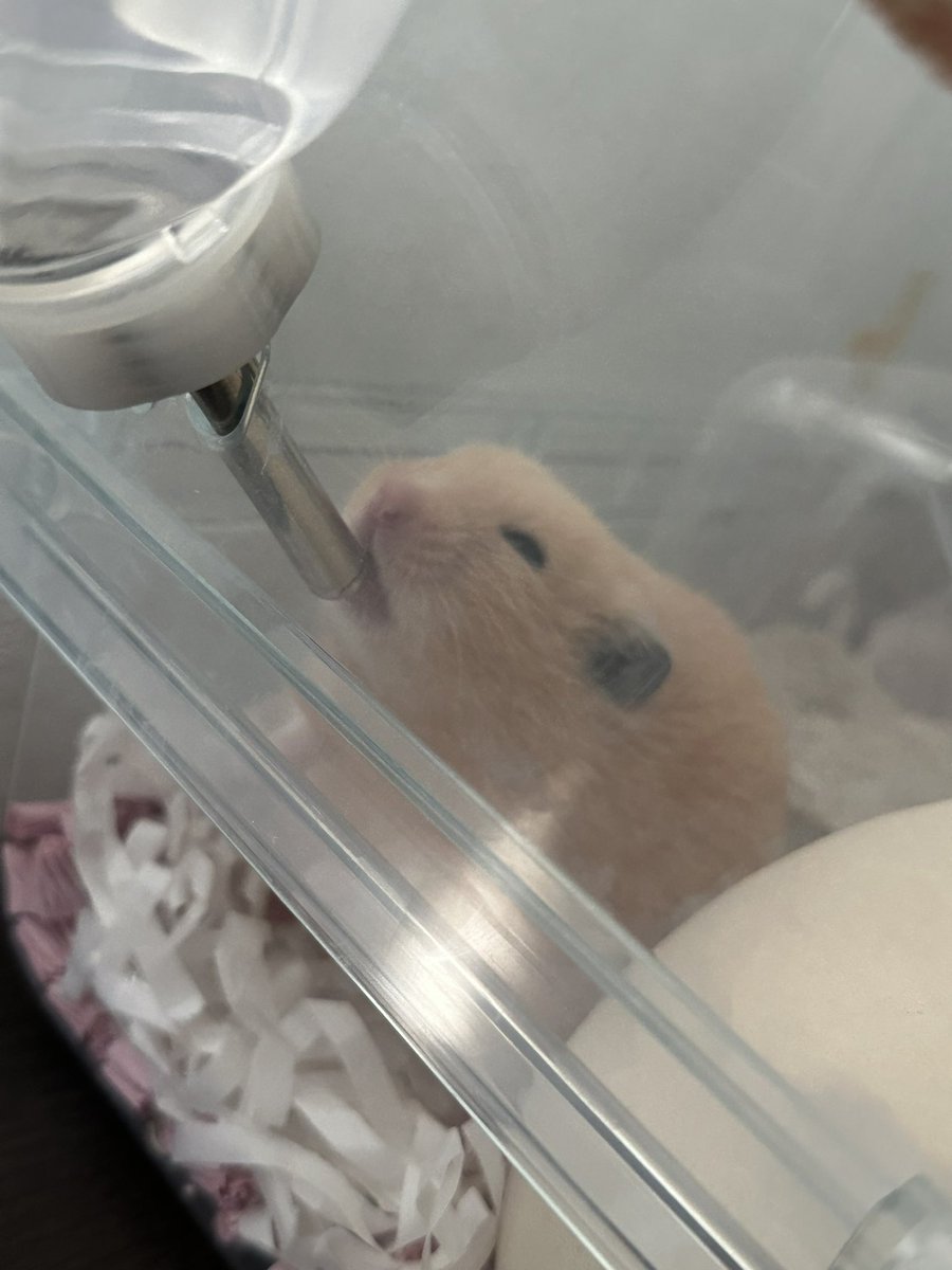 rickhoip's tweet photo. 大好き、長生きしてほしい
2歳だと思ってたら1歳10ヶ月だった、
ばかだ…(笑) https://t.co/zrIlwNzRGd