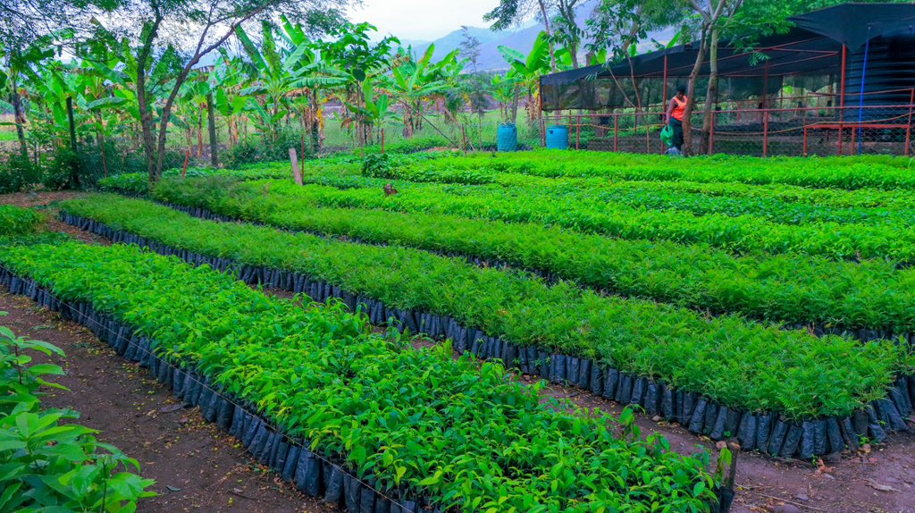 Kasese's Finest 🇺🇬 tweet media