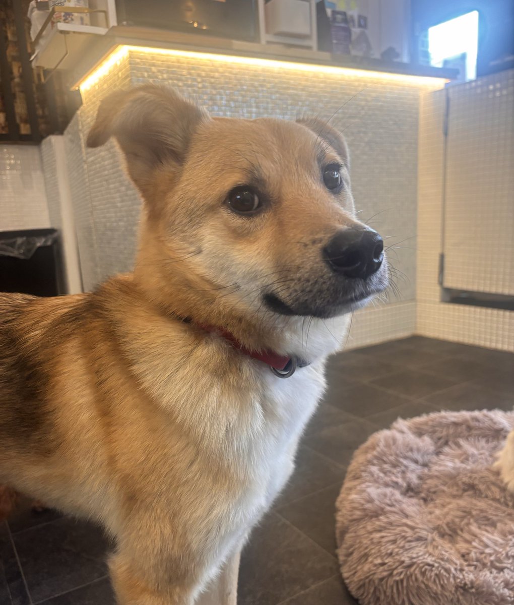 保護犬カフェ行ったんですけど、元野犬のこの子に一目惚れしまして「こんにちは〜〜！！」って声かけたら反応してくれてメロメロメロメロ ▽•·̫ •▽