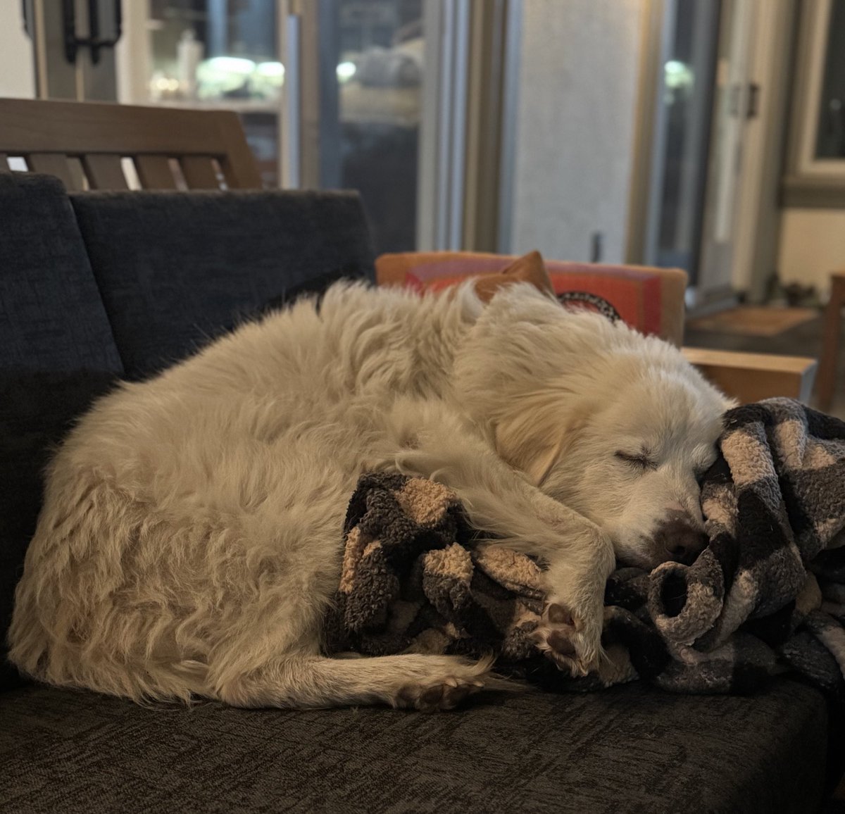 Juno says GN. 

<a href="/dogscantwhistle/">Not a Pinko</a> there are 2 pillows and a blankie under her pretty head. ☺️