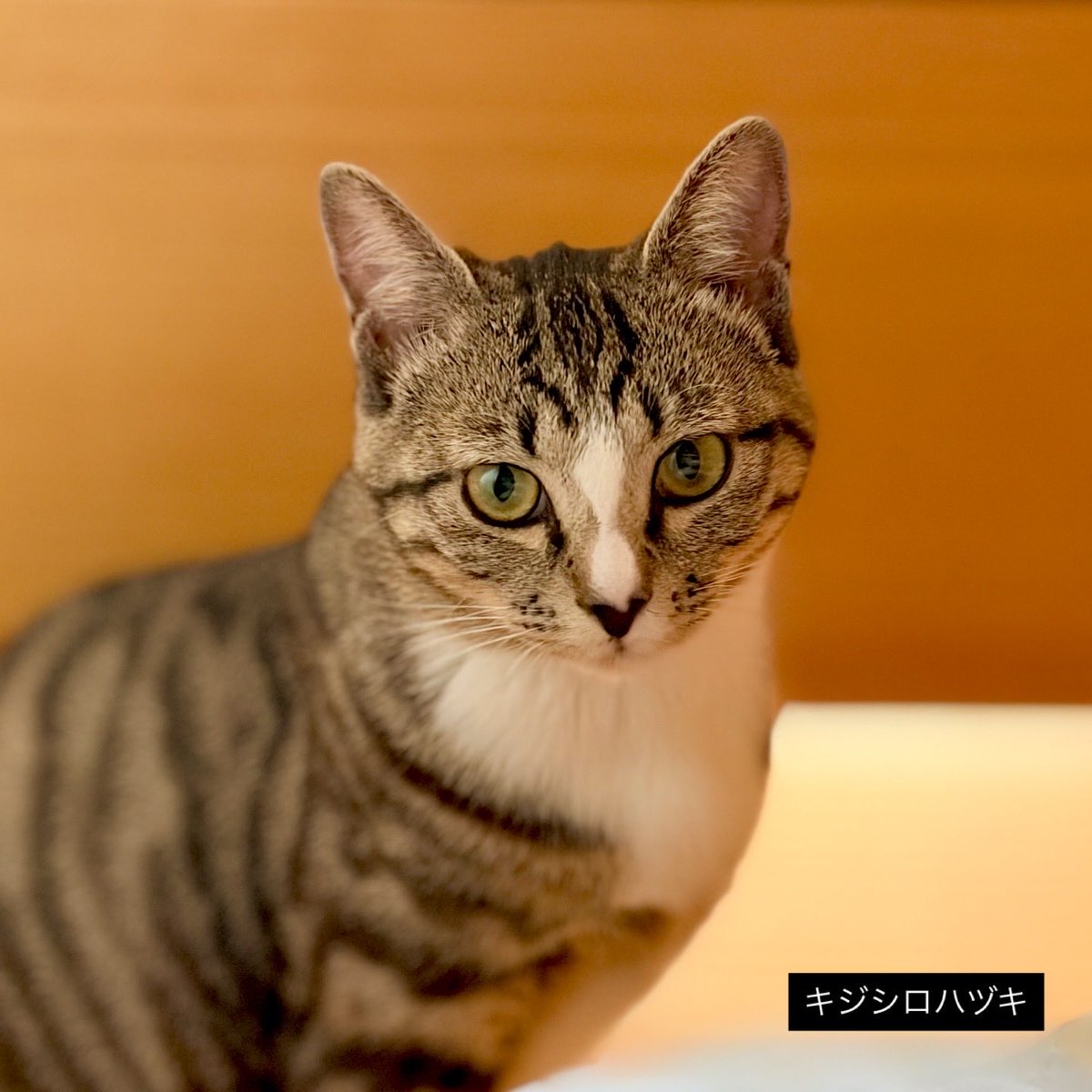 三毛猫ちまき tweet media