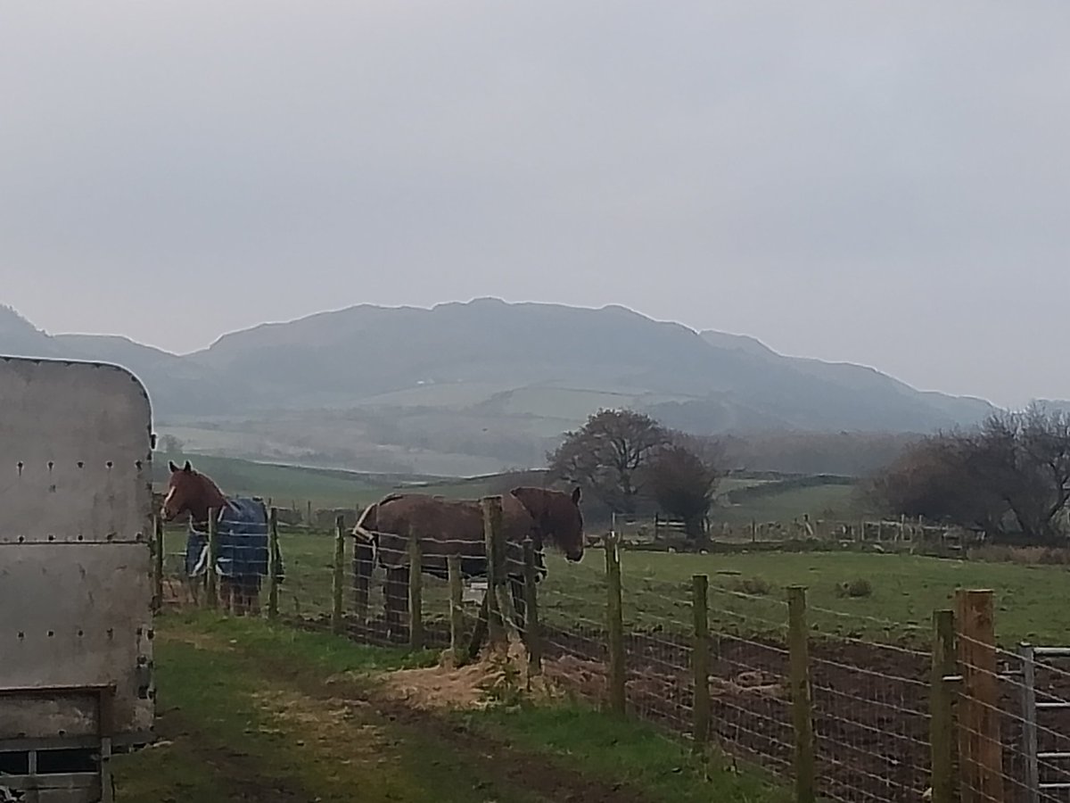 Tarlie Bear tweet media