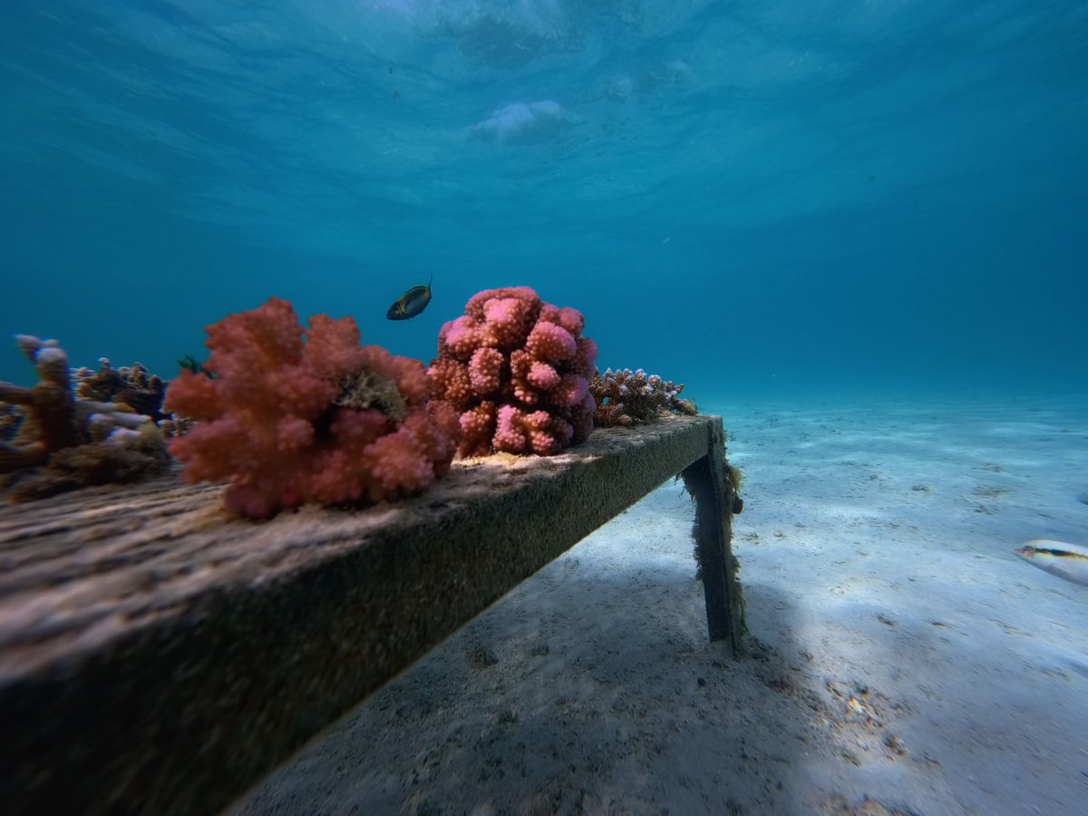 UNDP Mauritius tweet media