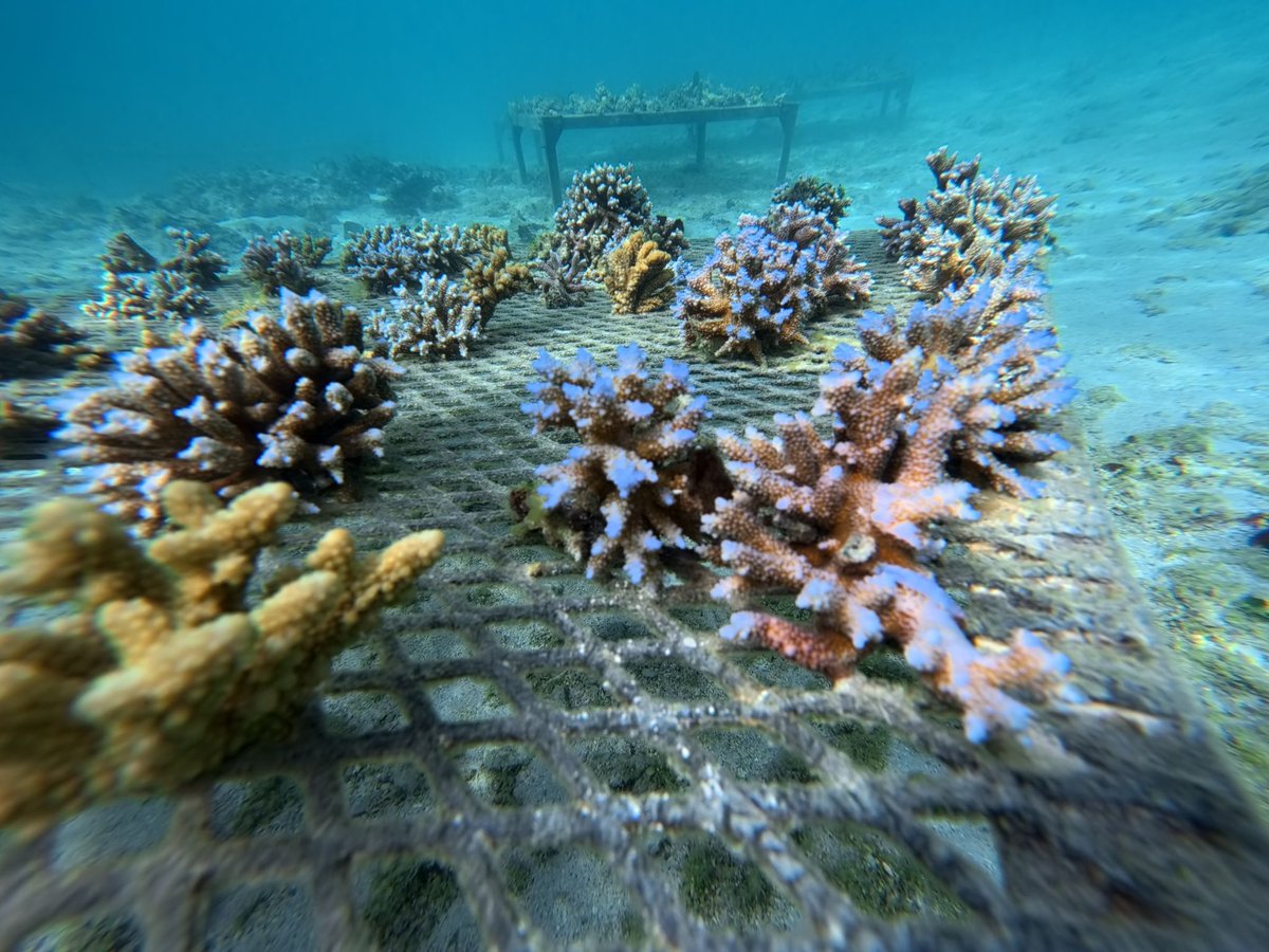 UNDP Mauritius tweet media