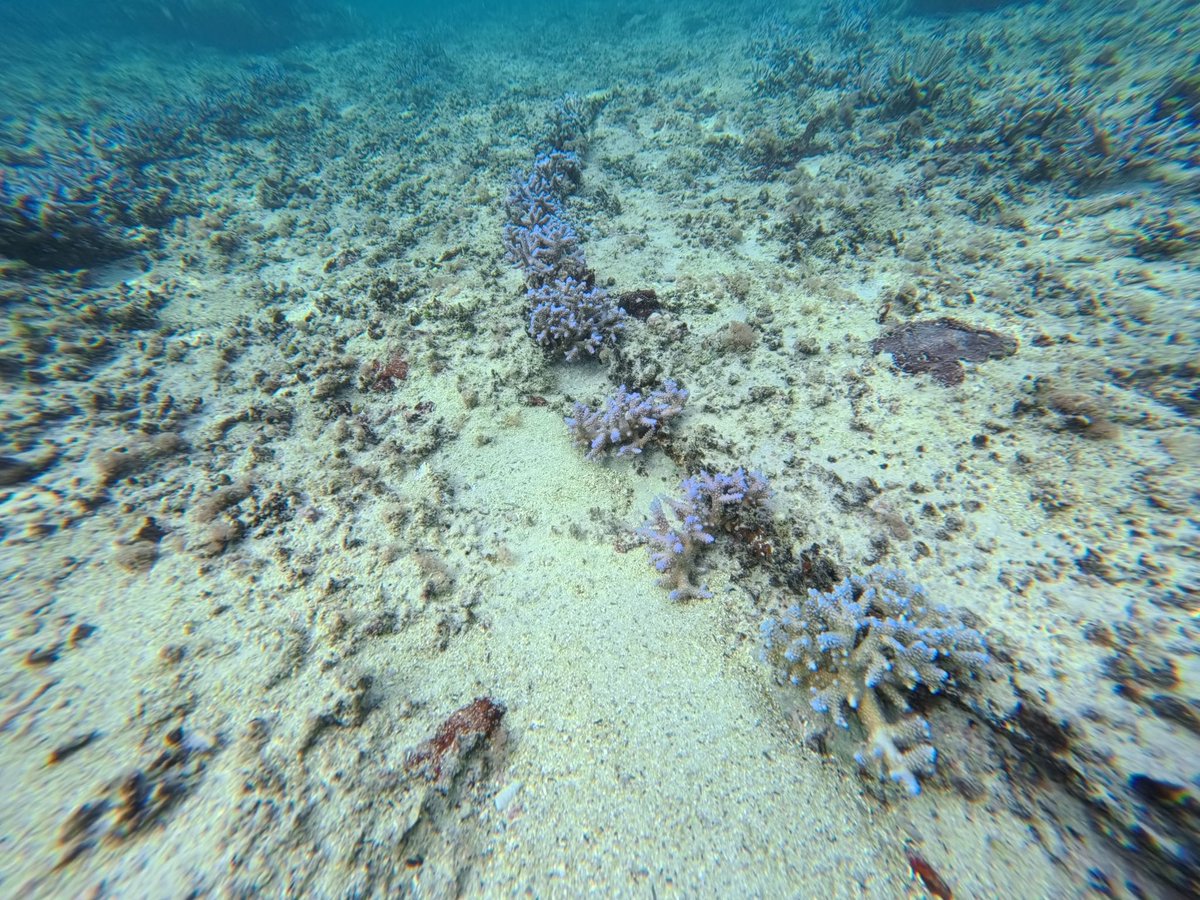 UNDP Mauritius tweet media