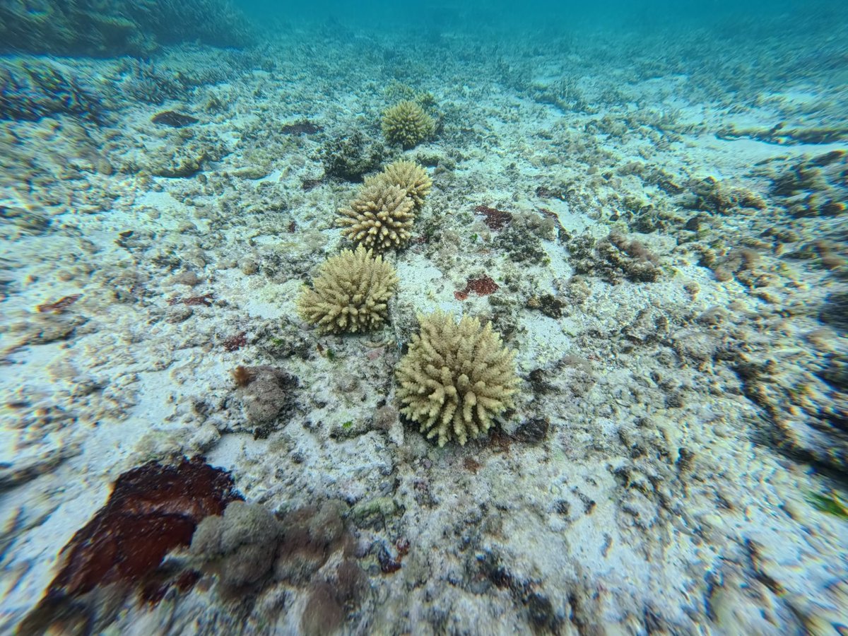 UNDP Mauritius tweet media