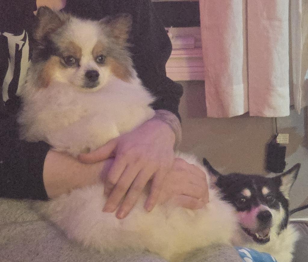 Glitzy Fox / GF Studios 🎀 tweet media