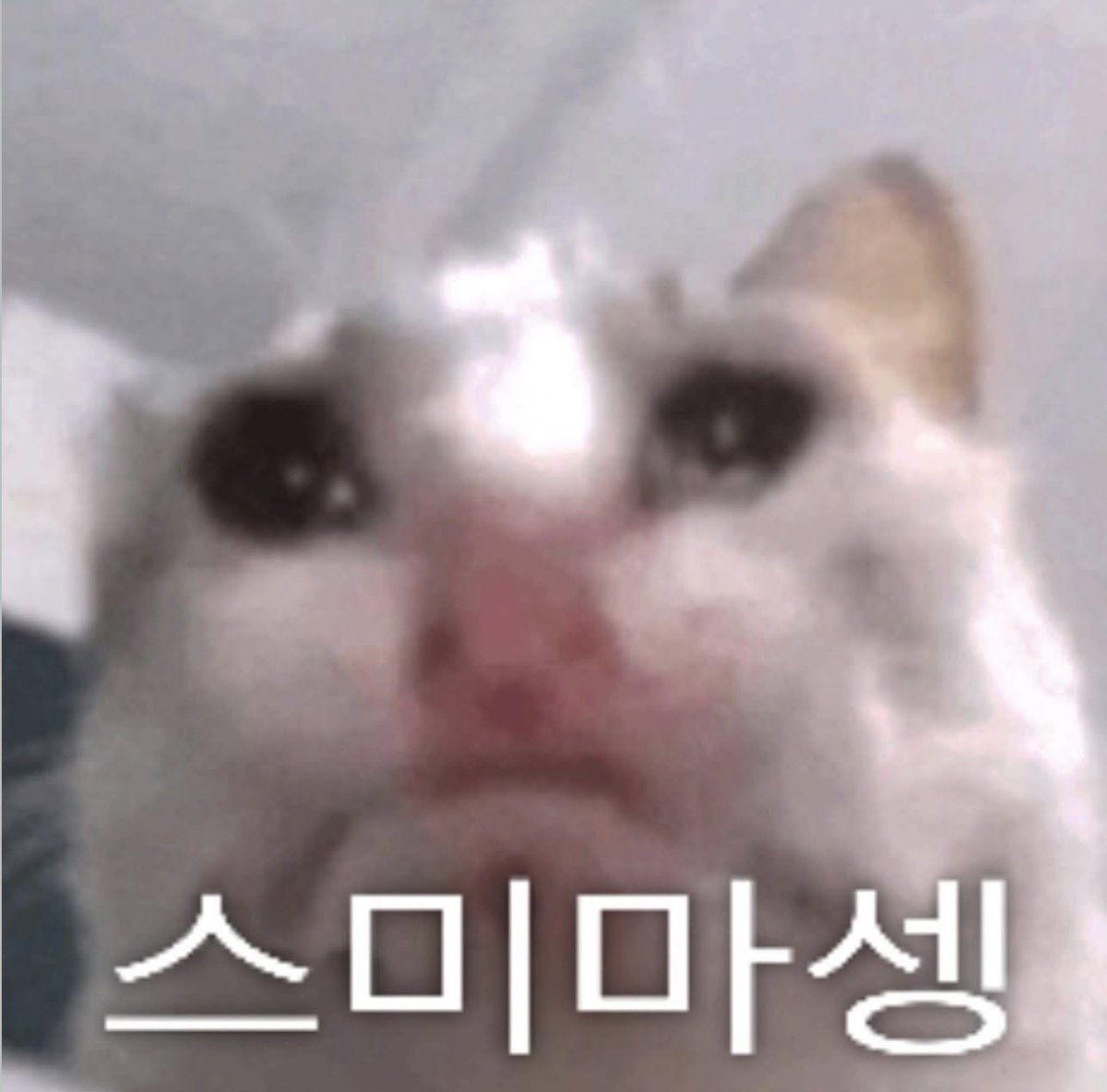 日本STAYのみなさん、助けてください
ヒョンジンの誕生日イベントに行きたいのですが、福岡に何かはありますか？