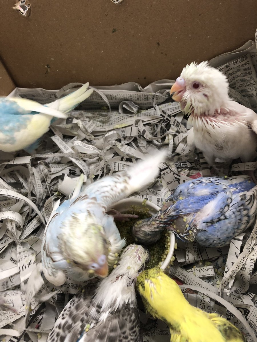 ヒナの手配をしました。
25日に入荷予定です。
こんな子たちが来てくれる予定です。