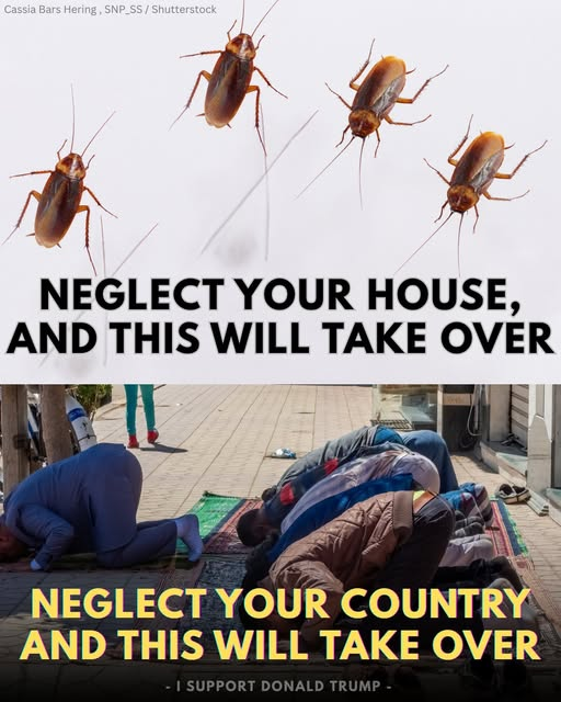 OneofTrumpsDeplorables (@jeanniegiering) on Twitter photo 