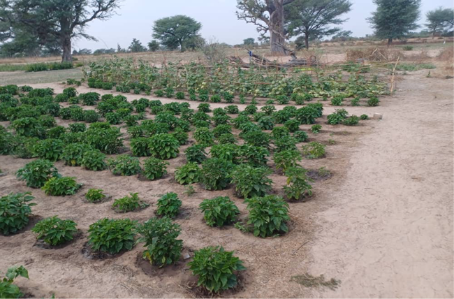 Climate Justice Impact Fund for Africa tweet media