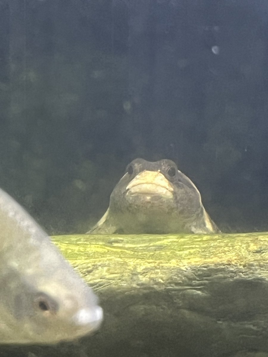 イシガイ tweet media