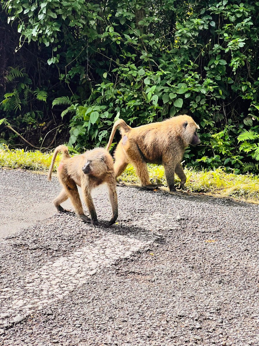 GorillaToursLtd's tweet photo. Baboons: the true drama squad of the wild. 🐒

Highly social, incredibly intelligent, and never short of personality, baboons live in large troops with clear hierarchies. They communicate with facial expressions, vocal calls, and even body language basically running their own busy little society in the wild.

Fun fact: baboons spend most of their day on the ground but climb trees or cliffs to sleep safely at night. Smart, organized, and always entertaining to watch.

📸 Photo credit: Wilson

#Baboons #WildUganda #GorillaToursLtd #SafariMoments #ExploreUganda
………………………………………………………………….......
Celebrating @25 years of Gorilla Tours
Address | Gorilla Tours Uganda | ✉ 29333 Kampala
☎ : +256 (392) 177992| 📱 +256 (777) 820071 | Emergency: +256 (772) 370263 | WhatsApp: +256 (701) 453031 📧 gorilla@gorillatours.com | 🌐https://t.co/AKNnaB2rke 🌐https://t.co/2tMaqHDTeb | 🌐https://t.co/bUJL2rUdJB