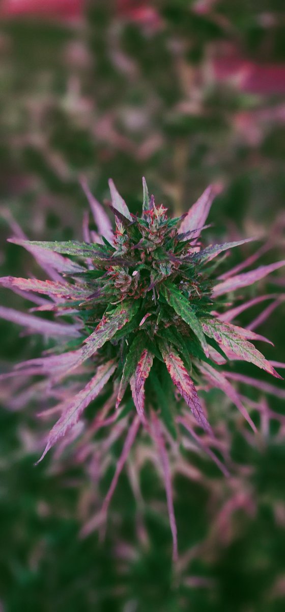 imjolided tweet media