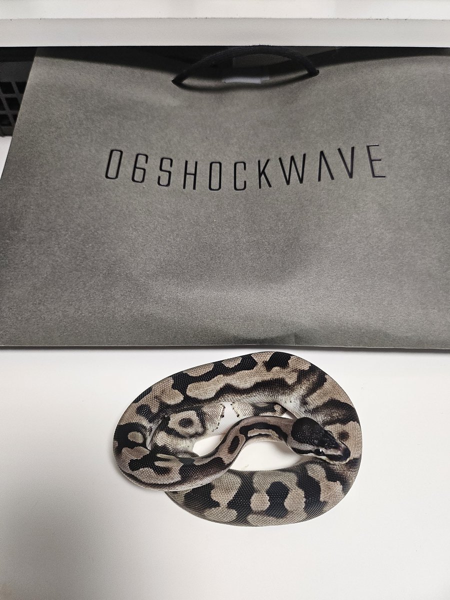 ぐりこ🐍🦎 tweet media