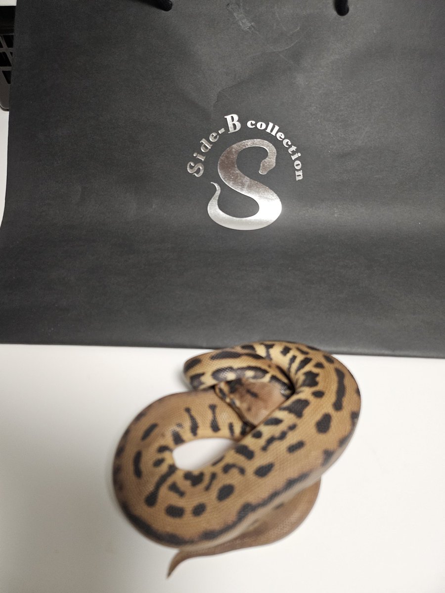 ぐりこ🐍🦎 tweet media