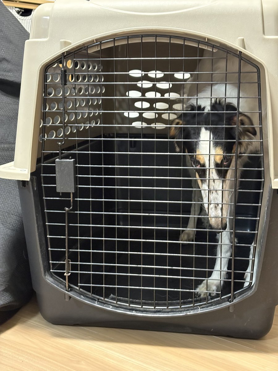 シュカタンポイフル tweet media